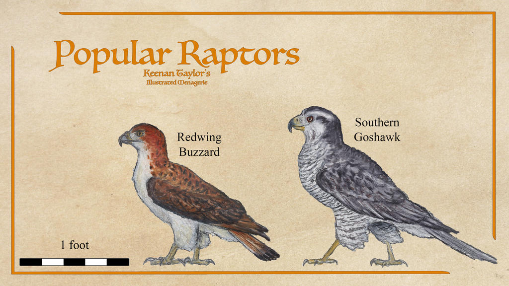 Popular Raptors by IllustratedMenagerie on DeviantArt