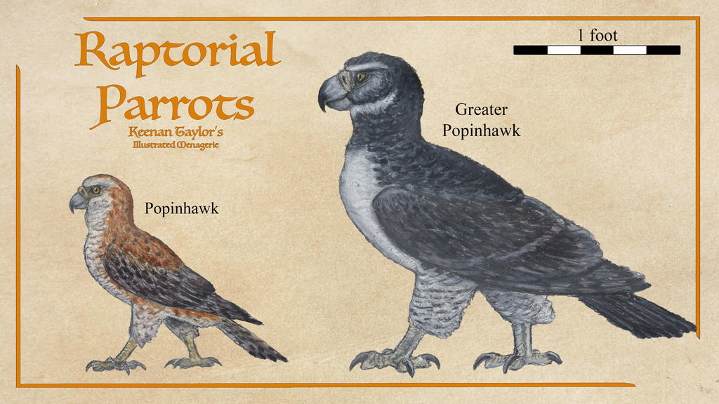 Small Raptorial Birds Raptorial Parrots by IllustratedMenagerie on DeviantArt