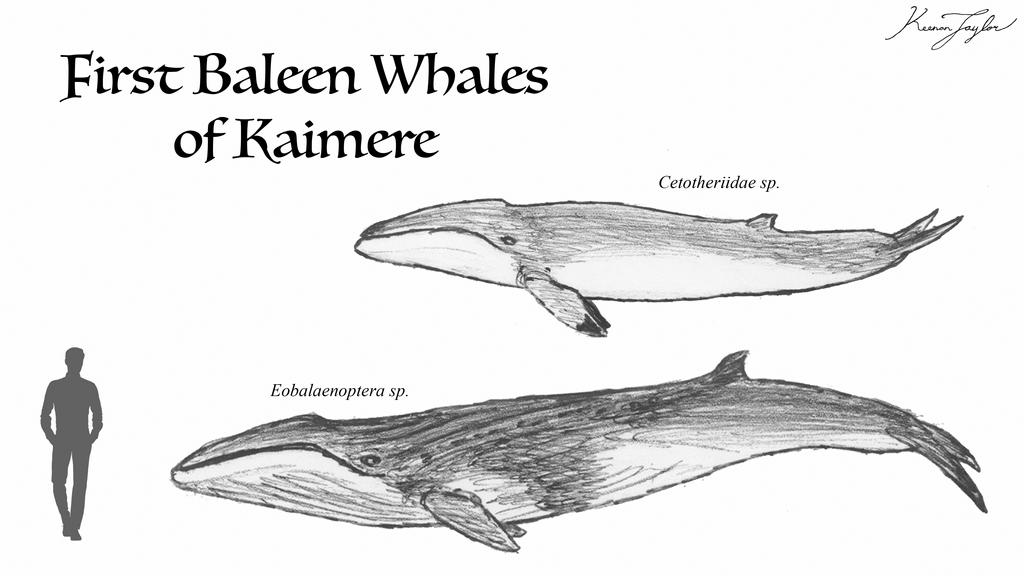 Baleen Ruler First Baleen Whales of Kaimere by IllustratedMenagerie on DeviantArt