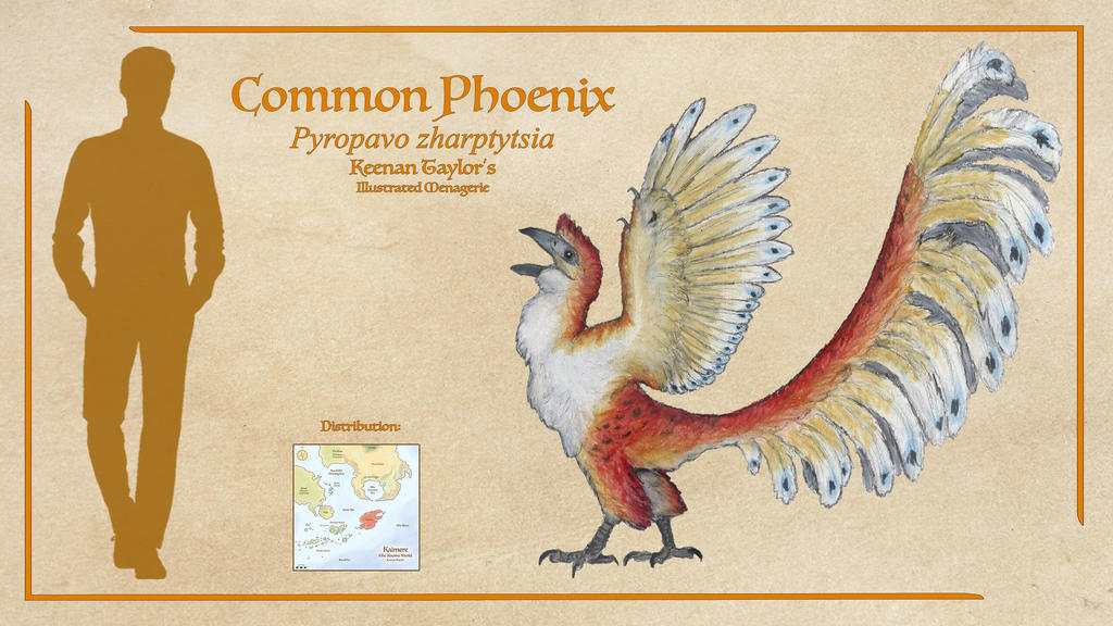 Common Phoenix by IllustratedMenagerie on DeviantArt