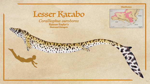 Lesser Katabo