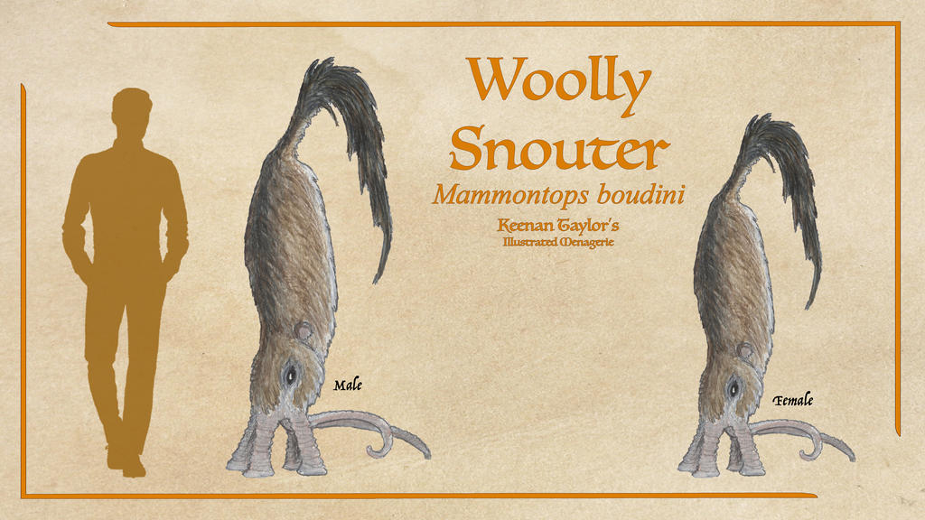Snouter Woolly Snouter by IllustratedMenagerie on DeviantArt