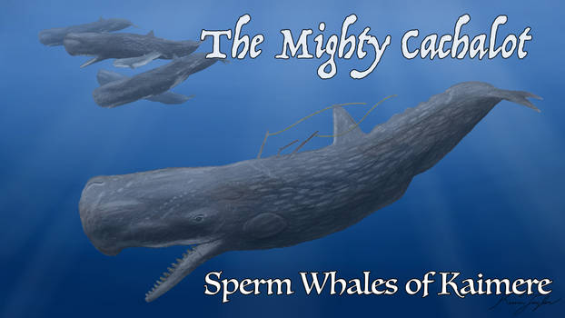 Sperm Whales of Kaimere