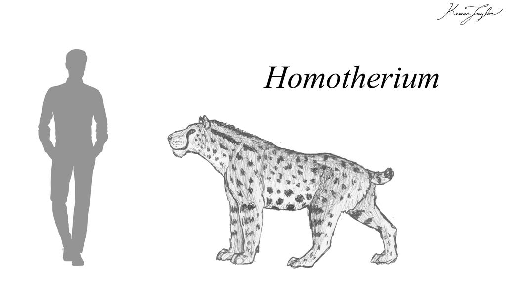 Homotheriini Homotherium by IllustratedMenagerie on DeviantArt