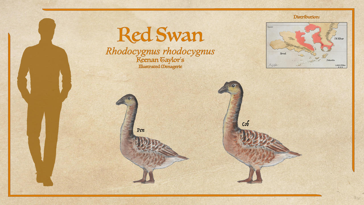 Red Awan Red Swan by IllustratedMenagerie on DeviantArt