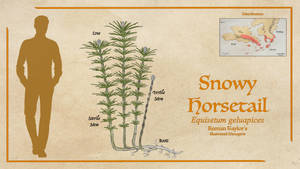 Snowy Horsetail