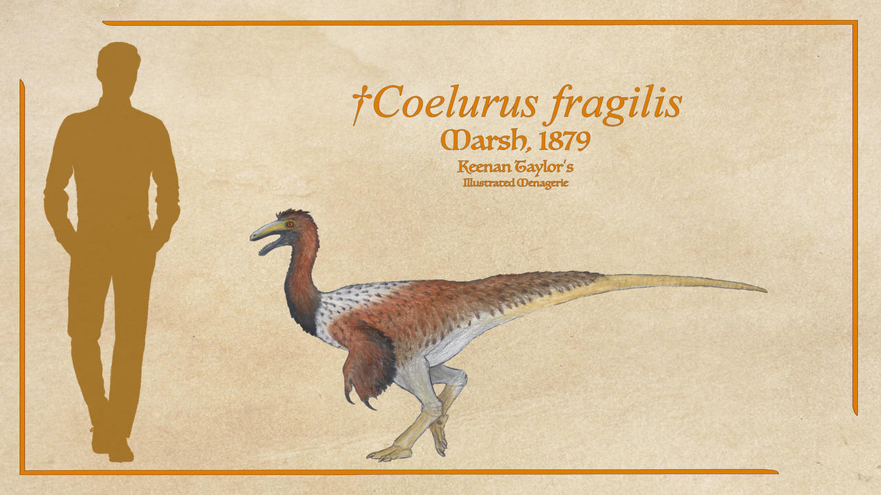 Coelurus Deviantart Coelurus by IllustratedMenagerie on DeviantArt