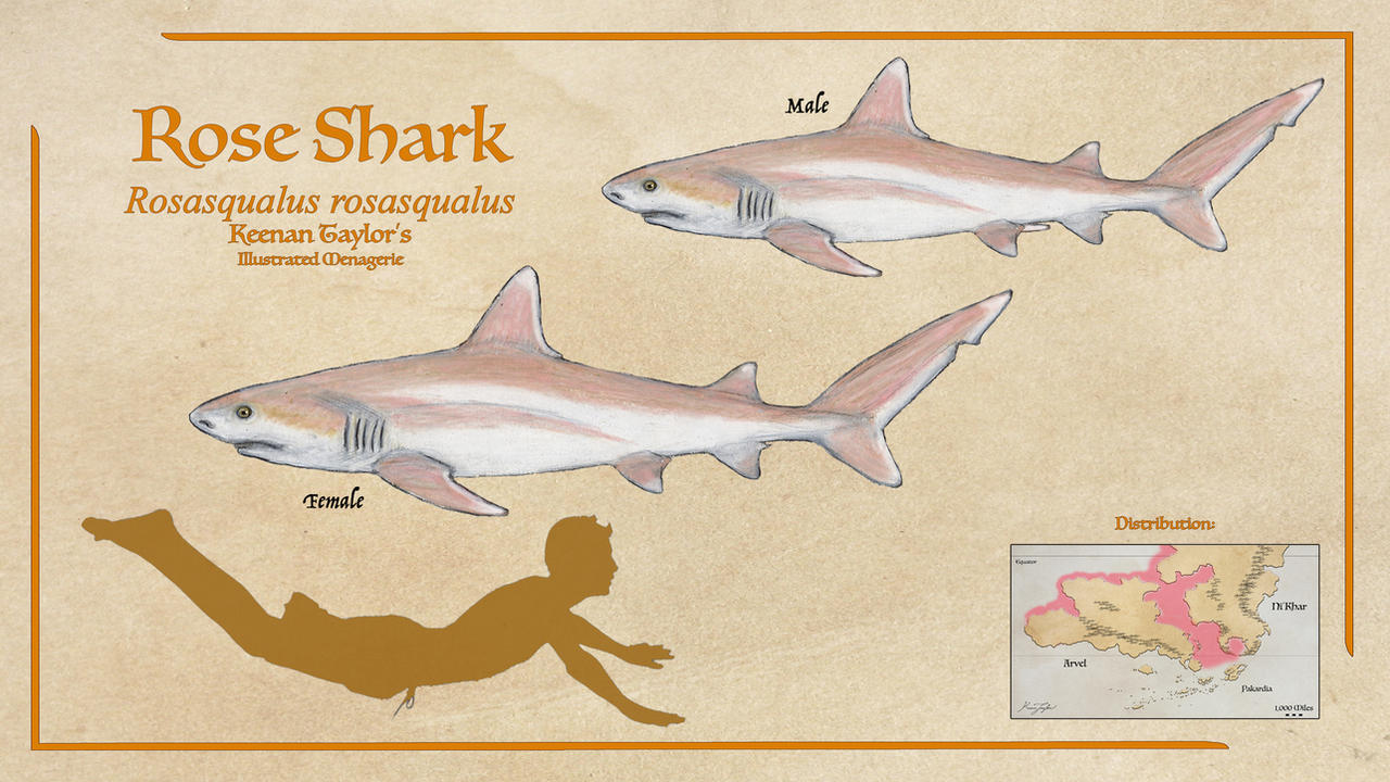 Sharks And Roses Rose Shark by IllustratedMenagerie on DeviantArt