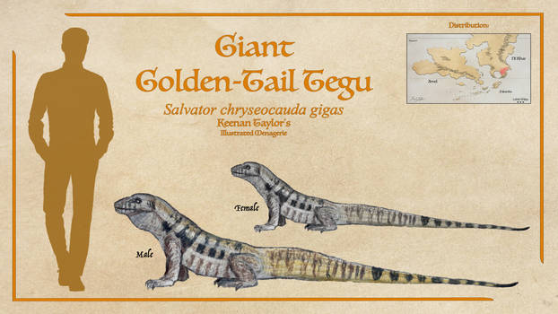 Giant Golden-Tail Tegu