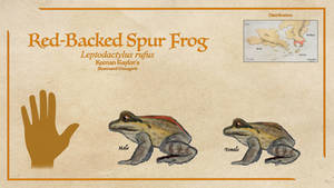 Red-Backed Spur Frog