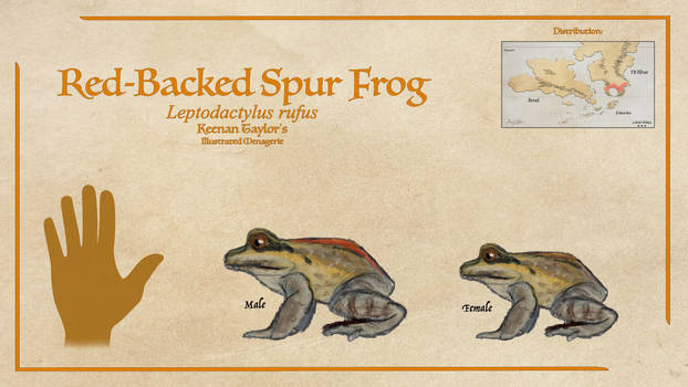 Red-Backed Spur Frog