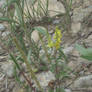 Yellow Flower