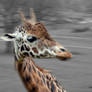 Giraffe Selective Colour