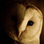 Barn Owl