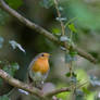 Robin in Ivy