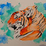 Watercolour tigers!