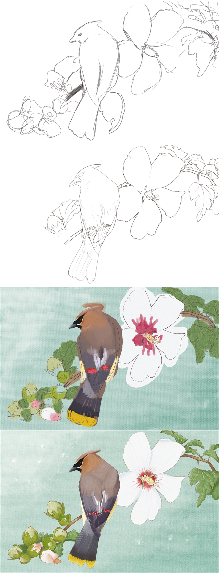 cedar waxwing progress