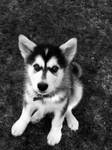 Puppy. by MustacheBandit16