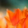 Orange Tulip