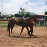 Race Horse stock 5
