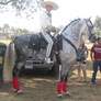 Andalusian Stallion stock