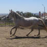 Andalusian Stock