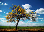 Outro ipe amarelo by luca1984