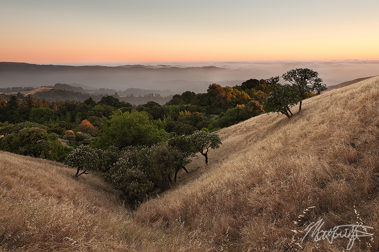 Russian Ridge in Summer