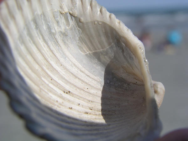 Inside a Shell by gftiger on DeviantArt