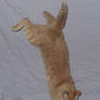 Cat Stock: Falling 3