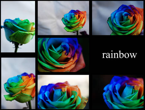 the rainbow rose collage