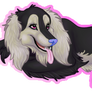 Collie