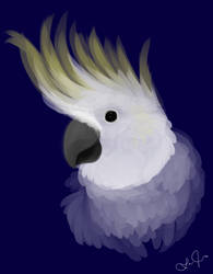 Cockatoo