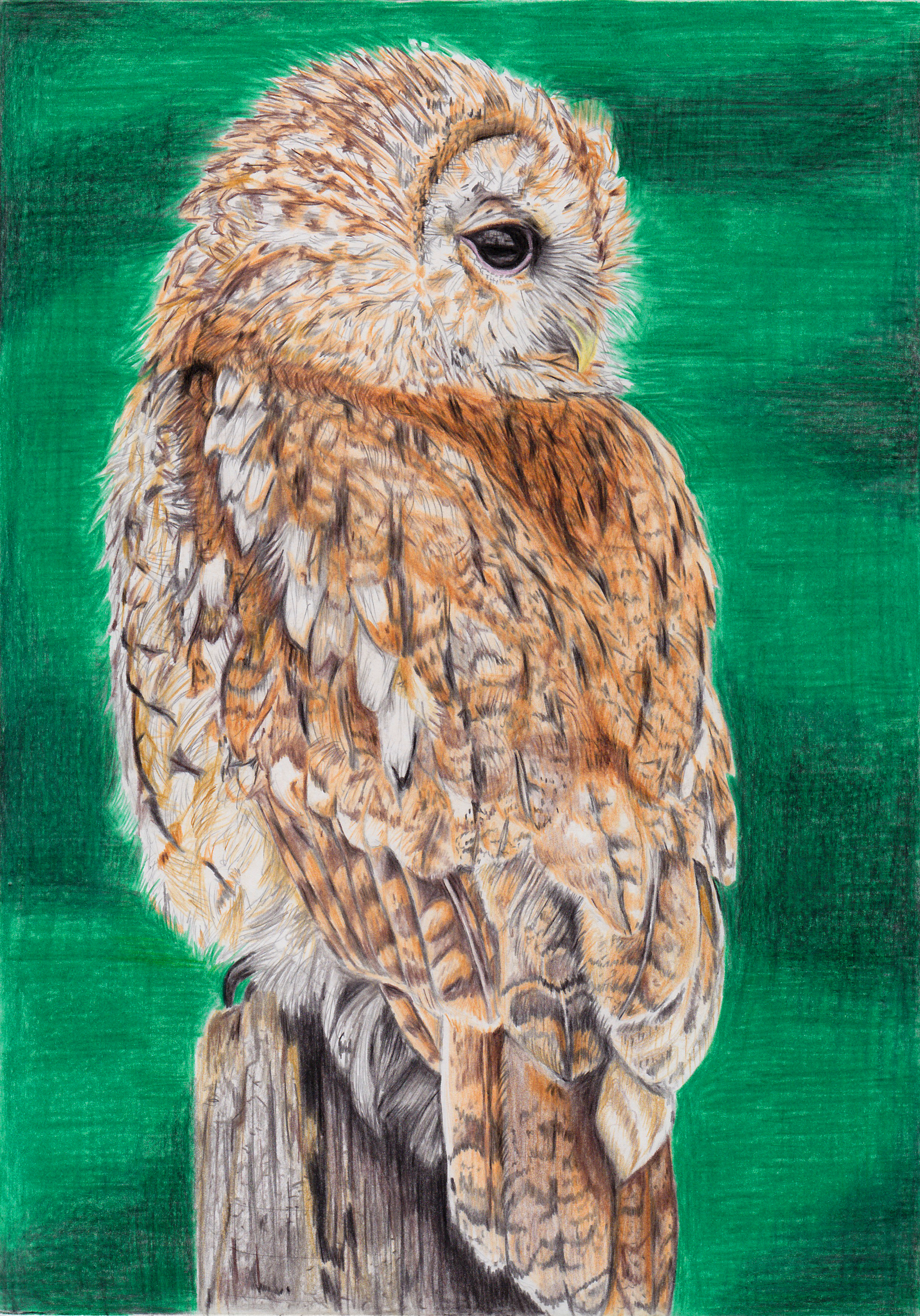 Tawny Owl