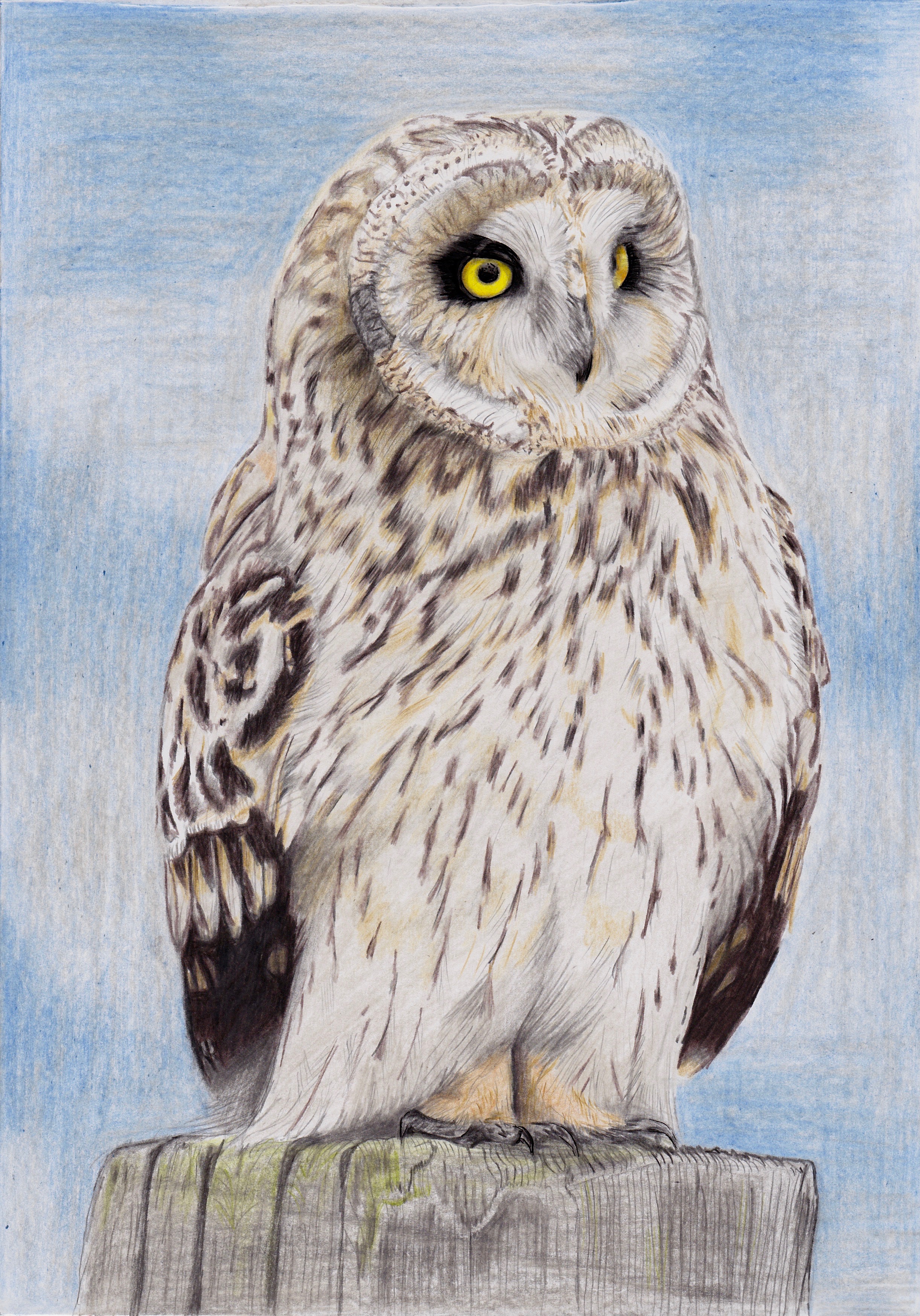 Short-eared owl