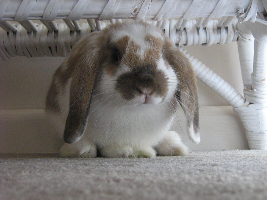 Bunny sphinx