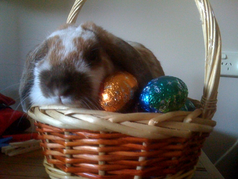 Easter bunny