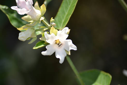 An Ant in a Flower