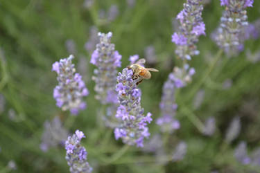 Lavender