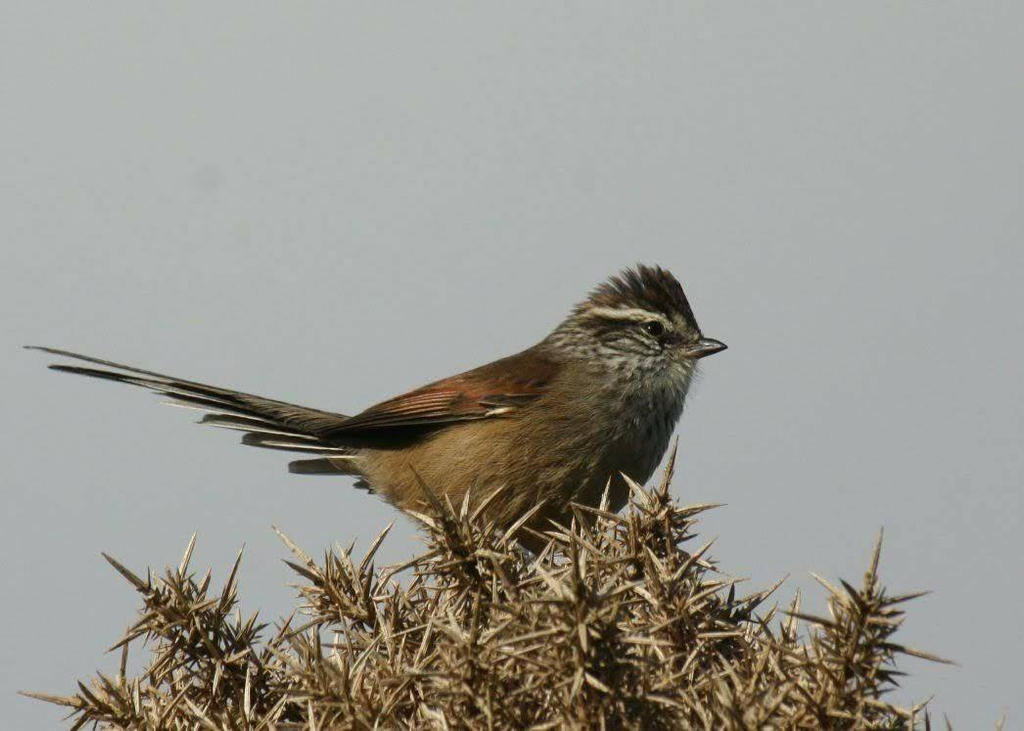 Leptasthenura aegithaloides by DAChT98 on DeviantArt