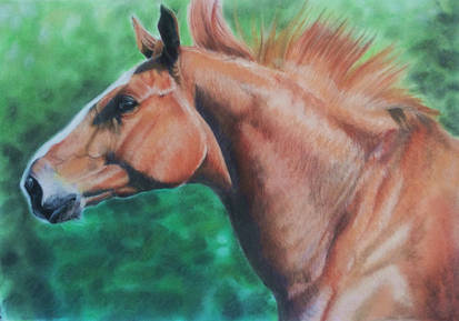 Tars - horse stallion