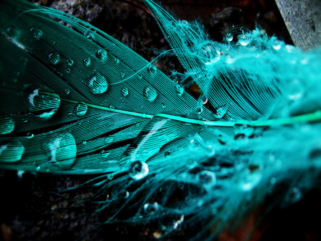 Feather in the rain