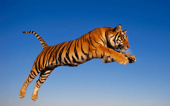 Bengal Tiger