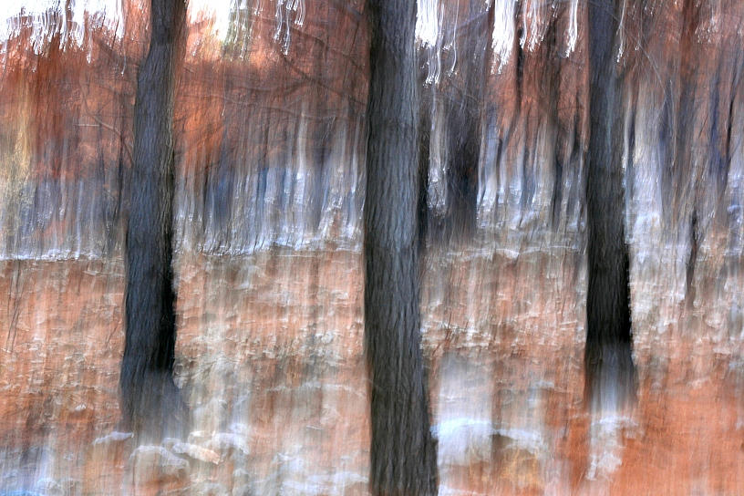 The Cursed Woods by Monastor