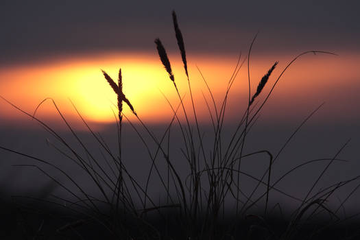 Beachgrass