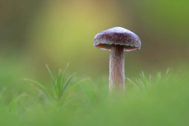 Mushroom