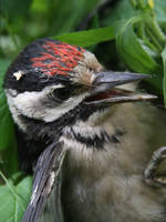 Woodpecker Portrait