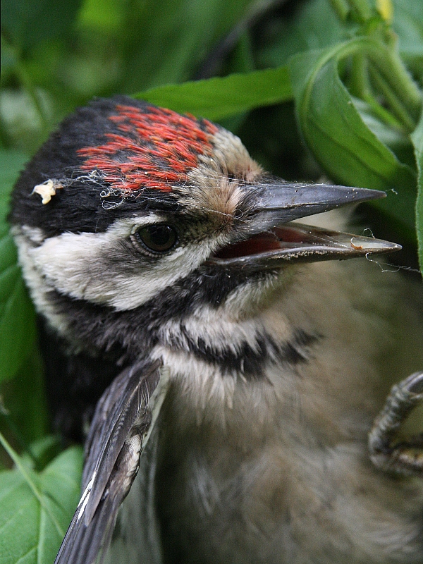 Woodpecker Portrait