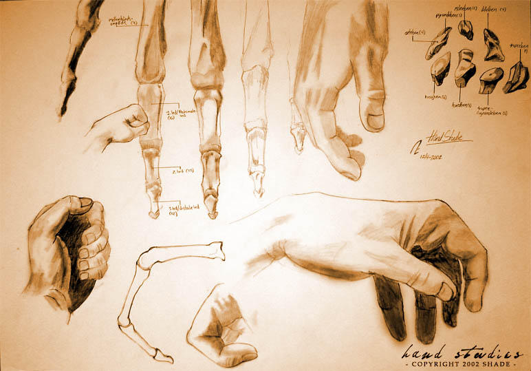 Hand Drawn Example hand study sketches by shader on DeviantArt