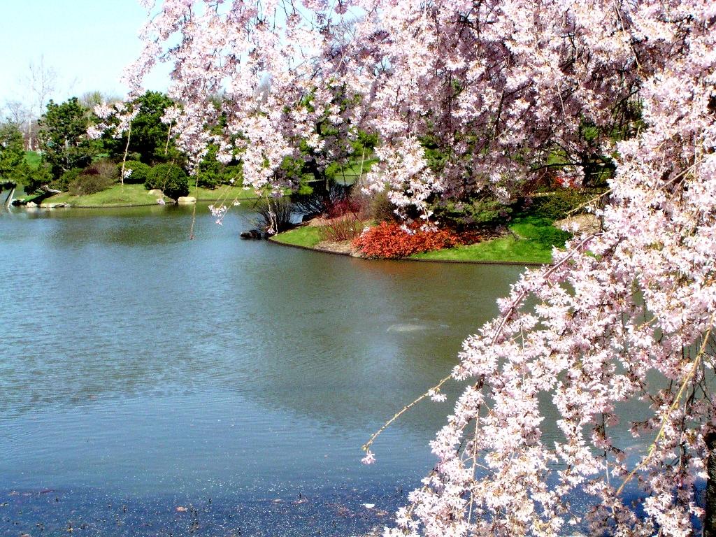 Cherry tree in bloom with lake